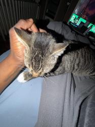 Reunited Male Cat last seen Nichols ave stratford ct 06614, Stratford, CT 06614
