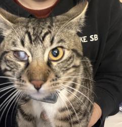 Lost Male Cat last seen Thondyke ave w, Seattle, WA 98119