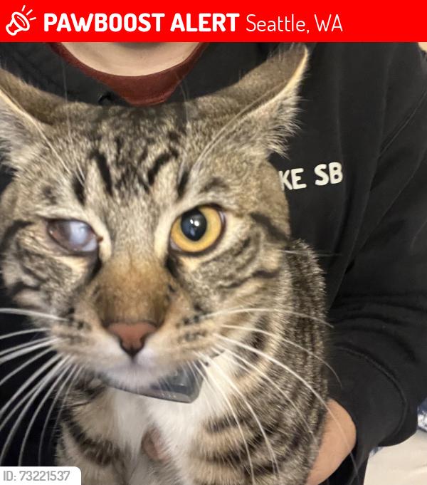Lost Male Cat last seen Thondyke ave w, Seattle, WA 98119