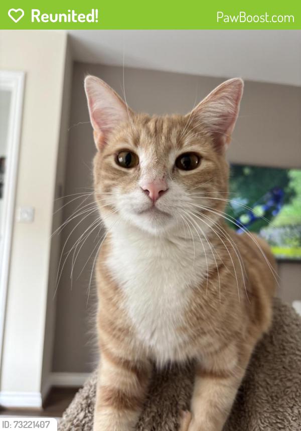 Reunited Male Cat last seen Tesco field, Edenthorpe, England 