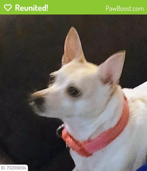 Reunited Female Dog last seen Hilltop store kelso, Kelso, WA 98626
