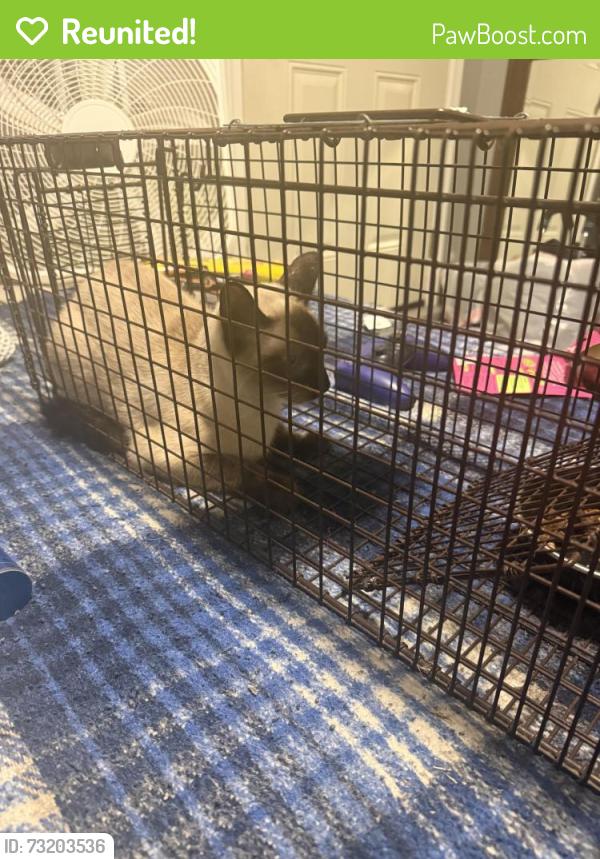 Reunited Male Cat last seen 132nd Street & Jefferson Blvd in Hawthorne, Hawthorne, CA 90250