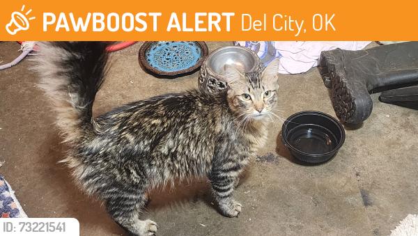 Found/Stray Female Cat last seen S.E. 29th & Sooner, Del City, OK 73115