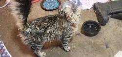 Found/Stray Female Cat last seen S.E. 29th & Sooner, Del City, OK 73115
