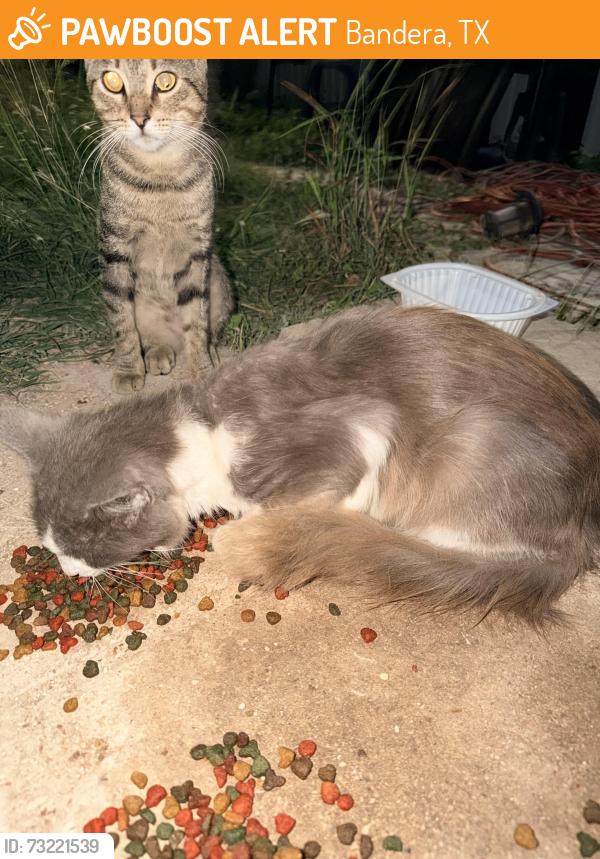 Found/Stray Male Cat last seen Water st and skyline Dr, Bandera, TX 78003