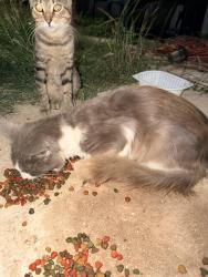 Found/Stray Male Cat last seen Water st and skyline Dr, Bandera, TX 78003