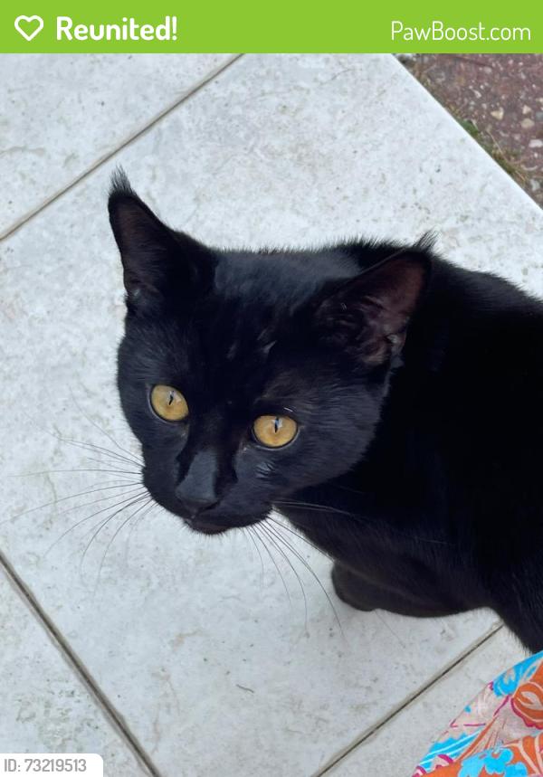 Reunited Male Cat last seen Croydon Road, Greater London, England E13 8ES