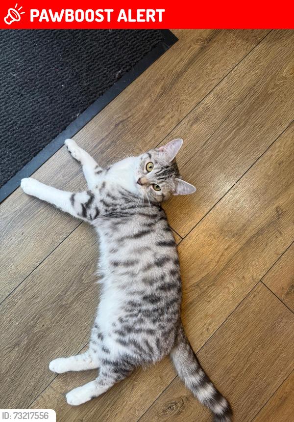 Lost Female Cat last seen Etruria vale road, Stoke-on-Trent, England 