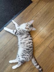 Lost Female Cat last seen Etruria vale road, Stoke-on-Trent, England 
