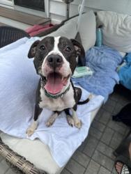 Found/Stray Male Dog last seen Patterson Park, Baltimore, MD 21224