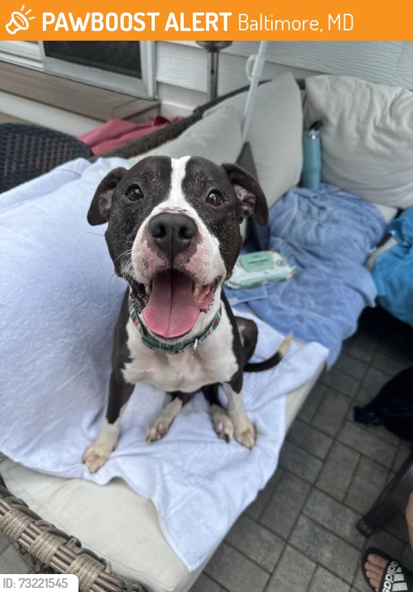 Found/Stray Male Dog last seen Patterson Park, Baltimore, MD 21224