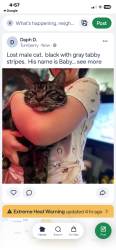 Lost Male Cat last seen Turnberry subdivision, 41st and 51st Brokem Arrow, Broken Arrow, OK 74014