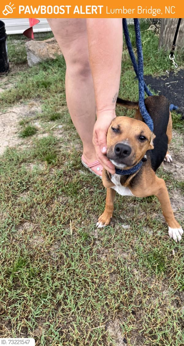 Found/Stray Male Dog last seen Balfour & Purdie, Lumber Bridge, NC 28357