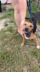 Found/Stray Male Dog last seen Balfour & Purdie, Lumber Bridge, NC 28357