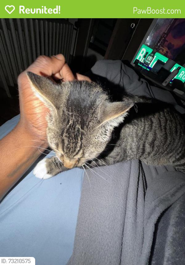 Reunited Male Cat last seen Nichols ave stratford ct 06614, Stratford, CT 06614