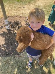 Reunited Female Dog last seen N Pennsylvania Avenue, Morrisville, PA 19067