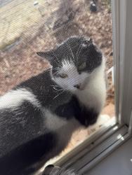 Lost Male Cat last seen Leyland and Wentlock road, Woodbury, MN 55125