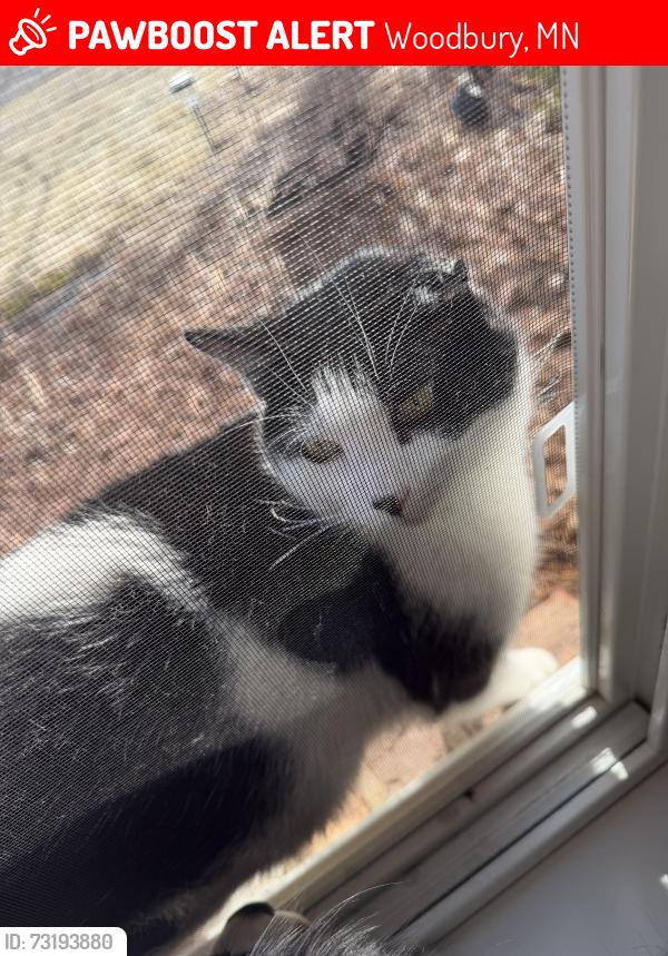 Lost Male Cat last seen Leyland and Wentlock road, Woodbury, MN 55125