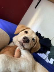 Lost Female Dog last seen Wyandotte and leadwell, Los Angeles, CA 91406