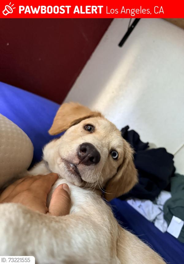 Lost Female Dog last seen Wyandotte and leadwell, Los Angeles, CA 91406