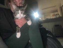 Reunited Male Cat last seen Knott ave San Pablo, El Cerrito, CA 94530