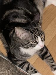 Reunited Male Cat last seen Knott San Pablo, El Cerrito, CA 94530