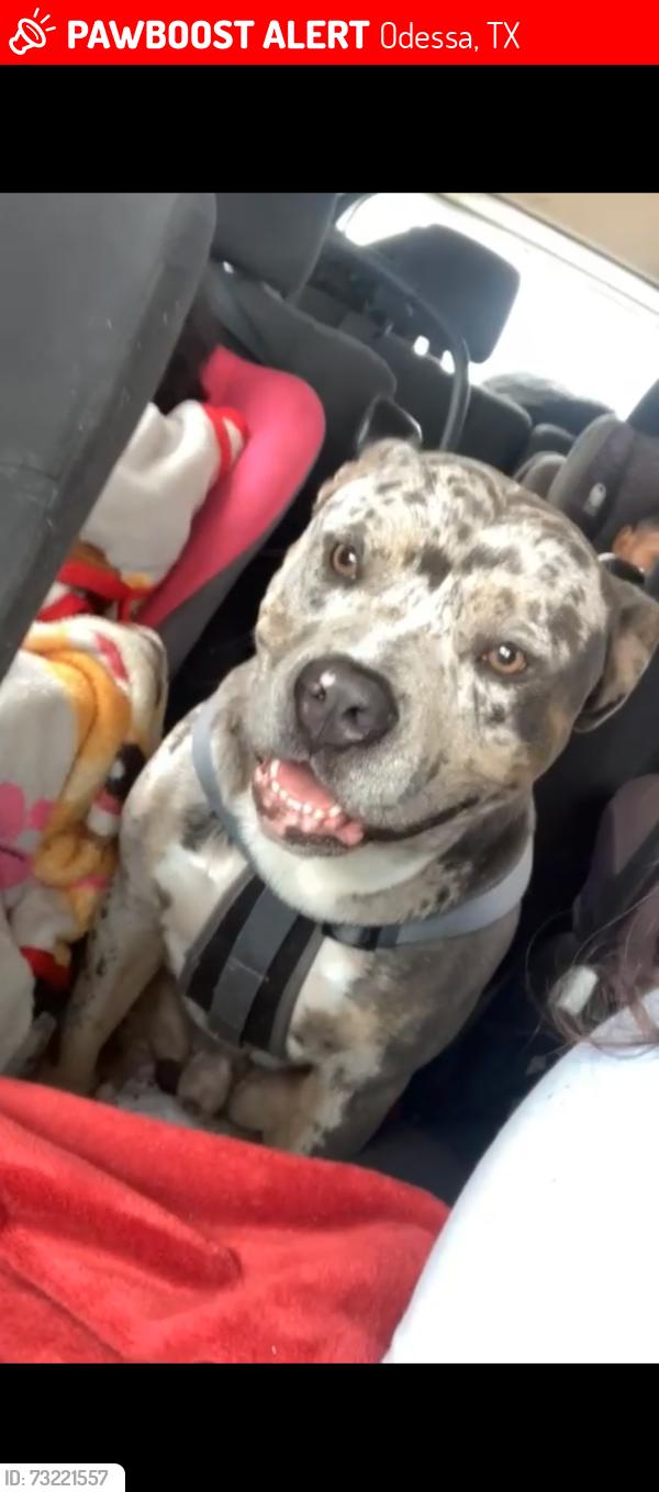 Lost Male Dog last seen 8th and dotsy, Odessa, TX 79763