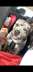 Lost Male Dog last seen 8th and dotsy, Odessa, TX 79763