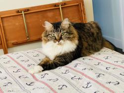 Reunited Female Cat last seen Olympia, Wellington, FL 33414