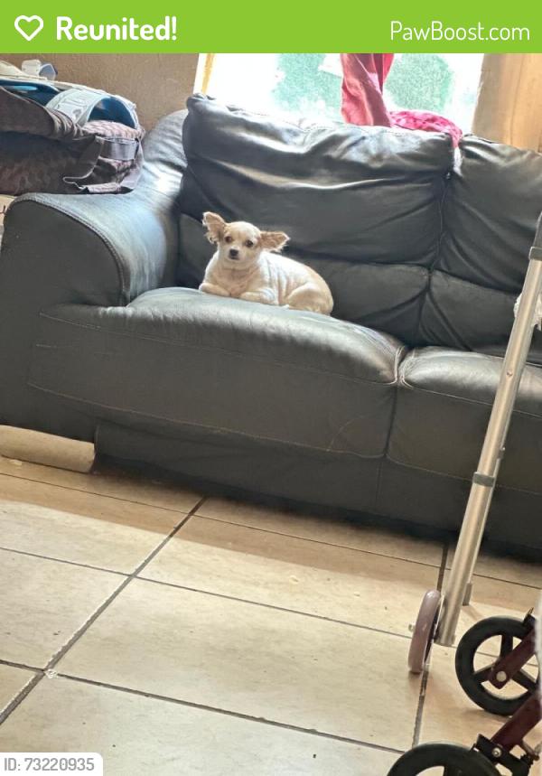 Reunited Male Dog last seen Near NW 42nd St, Miami, FL 33142, USA, Miami, FL 33142