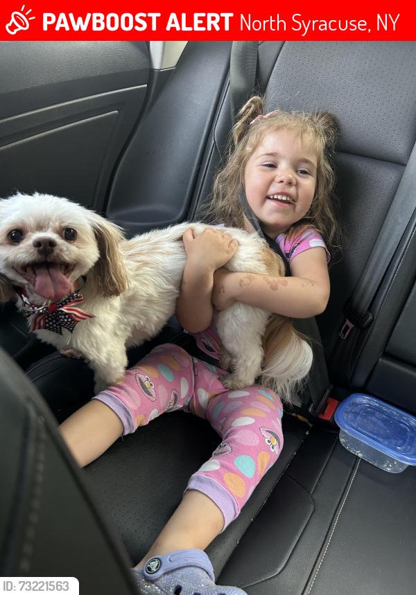 Lost Female Dog last seen Coolidge and wells ave, North Syracuse, NY 13212