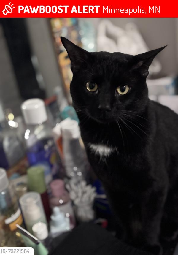 Lost Male Cat last seen N Irving Avenue, Minneapolis, MN 55411