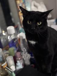 Lost Male Cat last seen N Irving Avenue, Minneapolis, MN 55411