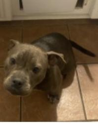 Lost Female Dog last seen florida, Hemet, CA 92544