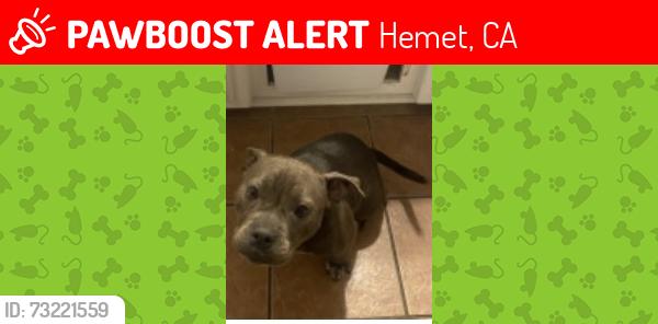 Lost Female Dog last seen florida, Hemet, CA 92544