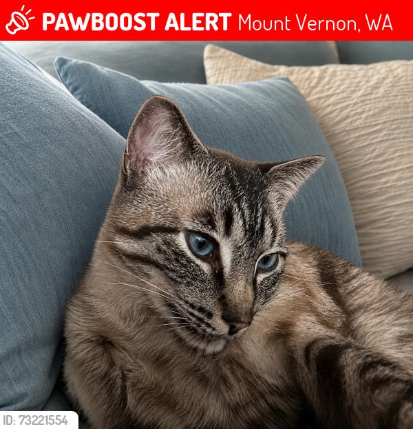 Lost Male Cat last seen Mountain view rd big lake, Mount Vernon, WA 98274