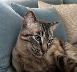Lost Male Cat last seen Mountain view rd big lake, Mount Vernon, WA 98274
