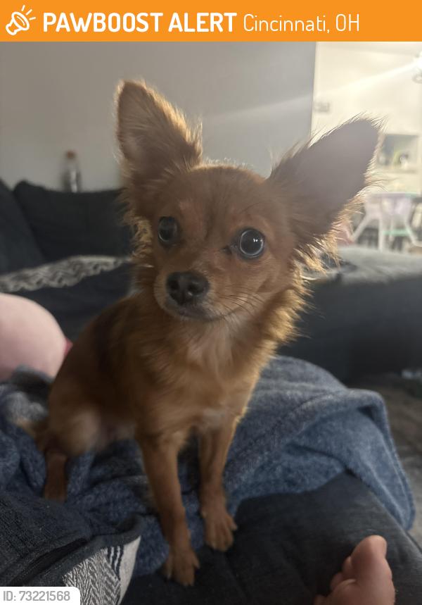Found/Stray Female Dog last seen Beekman, Cincinnati, OH 45225