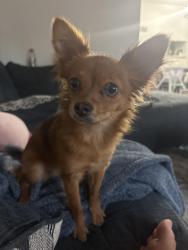Found/Stray Female Dog last seen Beekman, Cincinnati, OH 45225