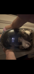 Lost Female Ferret last seen Bilorete court & Sundart dr. area & surrounding neighborhood, Lexington, KY 40517