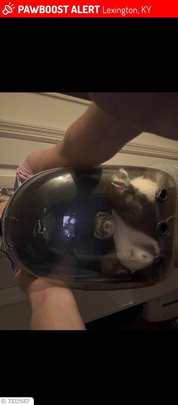 Lost Female Ferret last seen Bilorete court & Sundart dr. area & surrounding neighborhood, Lexington, KY 40517