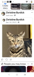 Lost Female Cat last seen Stanley surfwinddr, Garden City, SC 29576
