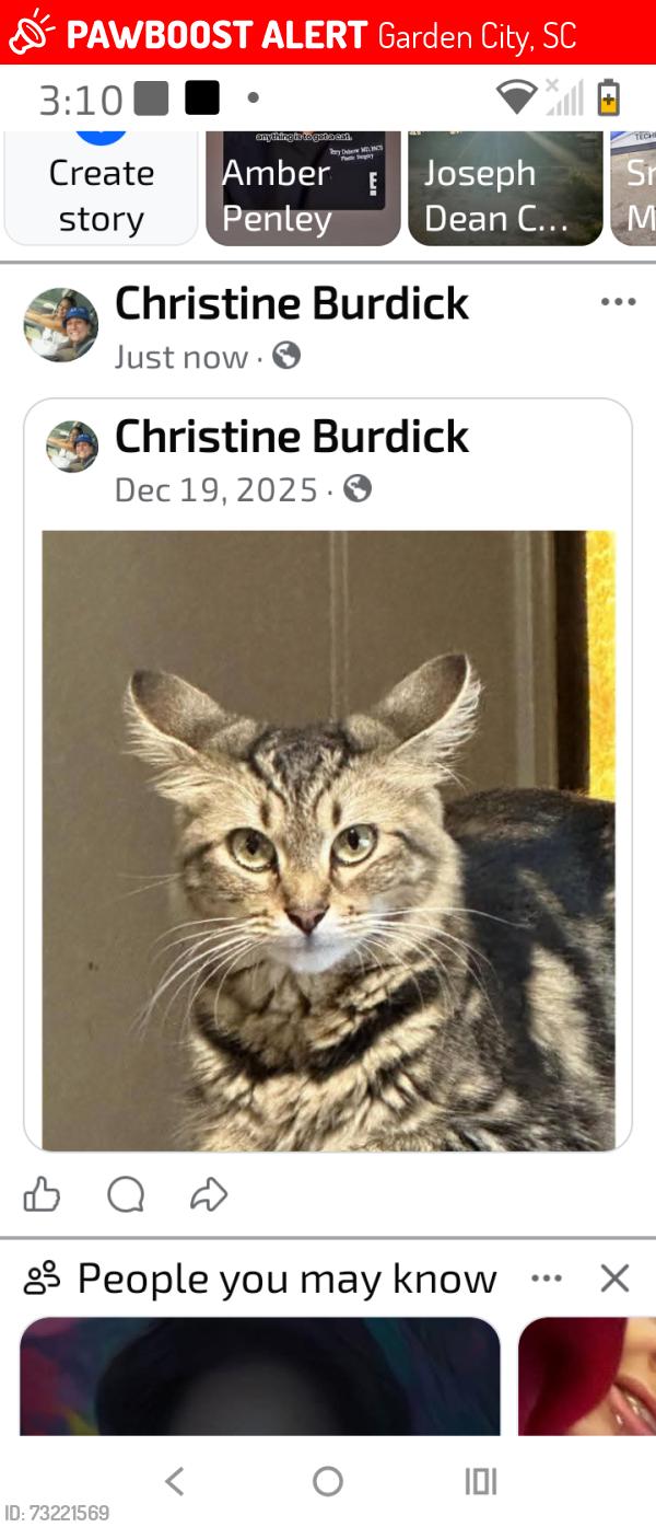 Lost Female Cat last seen Stanley surfwinddr, Garden City, SC 29576