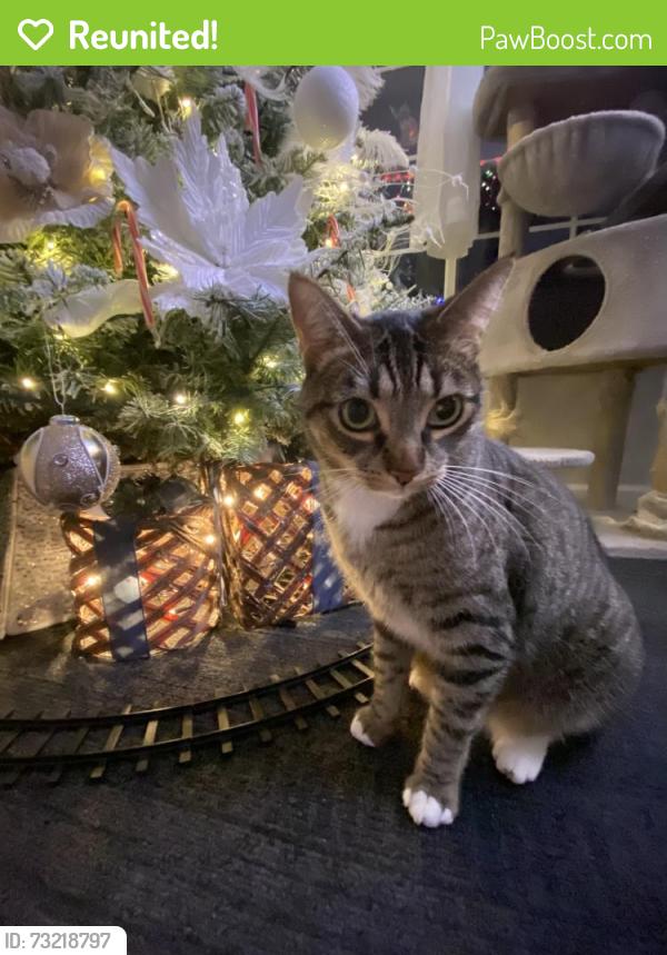 Reunited Male Cat last seen Yellowhammer Dr, Patterson, CA 95363