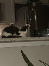 Found/Stray Unknown Cat last seen Stadium and Glencoe Dr., Wake Forest, NC 27587