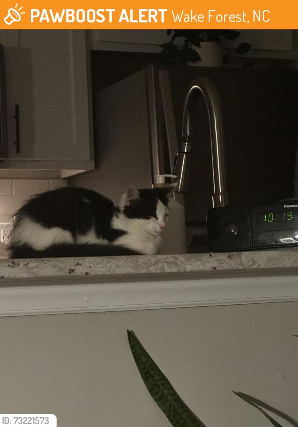 Found/Stray Unknown Cat last seen Stadium and Glencoe Dr., Wake Forest, NC 27587