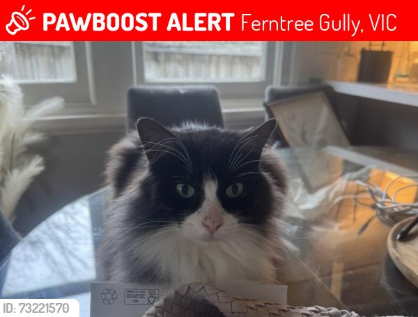 Lost Male Cat last seen Dorothy Grove Ferntree Gully, Ferntree Gully, VIC 3156
