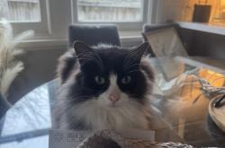 Lost Male Cat last seen Dorothy Grove Ferntree Gully, Ferntree Gully, VIC 3156