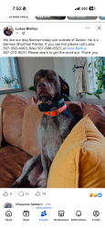 Reunited Male Dog last seen Dexter MN, Dexter, MN 55926