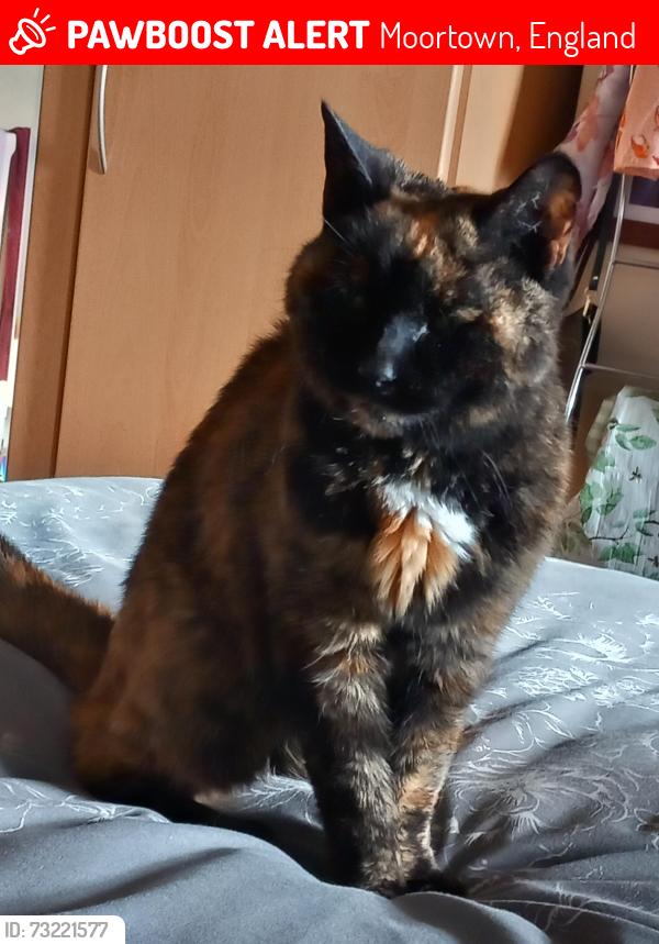 Lost Female Cat last seen Shadwell lane/Ring Road, Moortown, England 